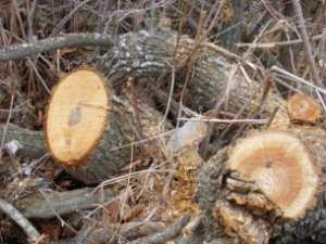 250 деревьев незаконно вырубили в заповеднике в Крыму