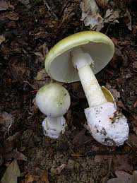 В Евпатории женщина отравилась грибами