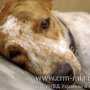 Ветеринарная милиция проводит проверку по факту отравления собак в Столице Крыма