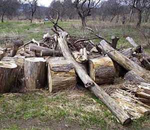 Из-за уничтожения лесополосы на севере Крыма начали расследование