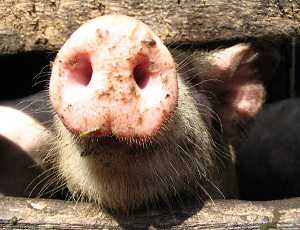Украина запретила ввоз свинины из Бразилии