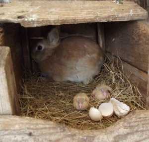 В Севастополе крольчиха высидела голубят