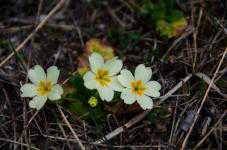 В крымских горах цветет примула