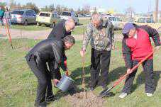 В Белогорском районе вдоль трассы посадили более 500 деревьев