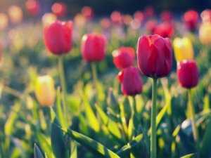 Тюльпаны устроят «бал» на юге Крыма