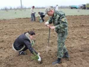 В Крыму сажают лес. Акция продлится до 20 апреля
