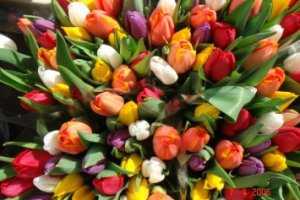 В Крыму покажут уникальные сорта тюльпанов