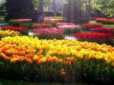 В Никитском ботсаду откроют «Парад тюльпанов»