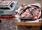 У джанкойских стихийщиков изъяли 70 кг рыбы