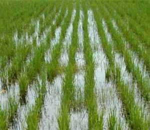 На севере Крыма рисом засеют больше 7 тыс. га