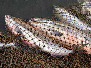 В Азовском море браконьеры наловили рыбы на 15 тыс.