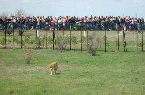 Посетители сафари-парка «Тайган» рисковали упасть ко львам