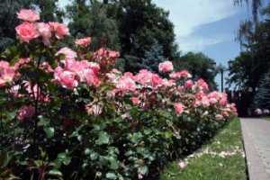 В Евпатории появился символ толерантности из роз