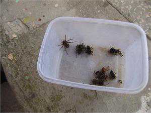 Эксперт выяснил: тарантулы, какие завелись в джанкойском детсаду, не опасны