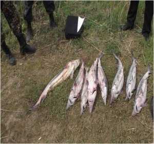 В Крыму браконьеры наловили краснокнижной рыбы на 800 тыс.