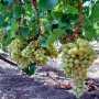 Агрокомпания «Магарач» завершила весенне-полевые работы на виноградниках