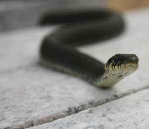 В Феодосии спасатели поймали заползшую в помещение змею