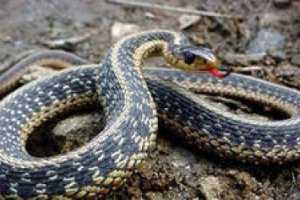В Феодосии змея заползла в помещение