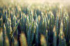 В Крыму значительная часть зерновых посевов погибла