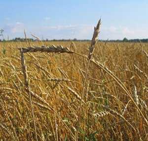 Пятая часть посевов зерновых под урожай этого года в Крыму погибла