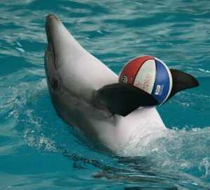 В Алуште открылся дельфинарий «Акварель»