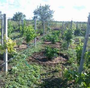 На востоке Крыма нашли спрятанную в винограднике плантацию конопли