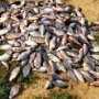 Под Саками браконьер наловил рыбы на 1 тыс. гривен.