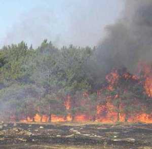 Из-за жары в Севастополе стали фиксировать по 20 пожаров на местности в неделю