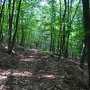 Власти опровергли введение налога за посещение лесов Крыма