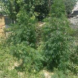 Селянам из Белогорского района грозит до трёх лет колонии за хранение марихуаны