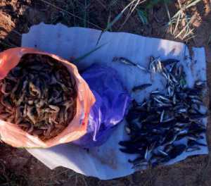 В Керченском проливе браконьеры наловили креветок на 10 тыс. гривен
