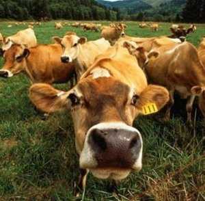 В Крыму одновременно с ростом поголовья скота упало производство мяса и молока
