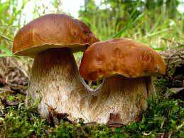 Ещё один турист отравился грибами в Крыму
