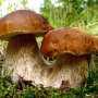 Ещё один турист отравился грибами в Крыму