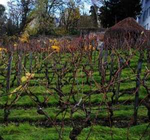 Третья часть виноградников в Крыму превысила возраст 25 лет