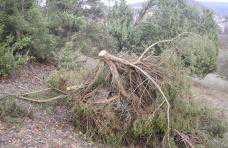 Браконьеры под Севастополем вырубили 40 деревьев можжевельника