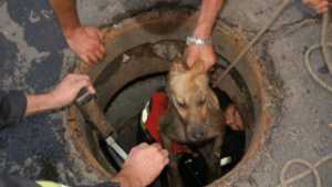 Из канализационного люка в Феодосии достали большую собаку