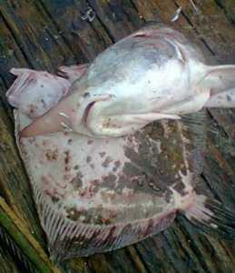 В Крыму поймали браконьера с краснокнижной рыбой