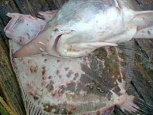 В Крыму браконьеры истребляют краснокнижных рыб