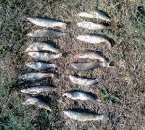 Два крымских браконьера наловили пиленгаса на 10 тысяч