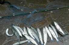 В Черноморском районе браконьер наловил рыбы на 3,7 тыс. гривен.