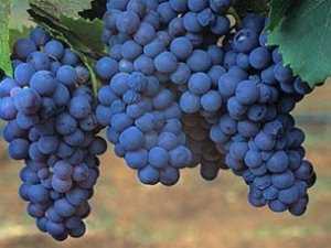 «Золотую гроздь винограда» покажут на выставке в Крыму
