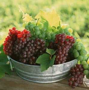 Евпатория устроит «Дни винограда»