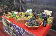 В Симферополе на выставке-конкурсе выберут 10 лучших гроздей винограда