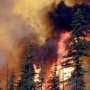 В Севастополе «лесной патруль» предотвратил 15 пожаров