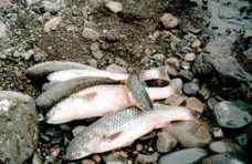 На озере Сасык-Сиваш задержан браконьер