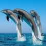 В Крыму спасли прибившегося к берегу дельфина