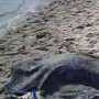 Труп пропавшего в Алуште подводного охотника нашли в километре от берега