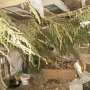 На севере Крыма у селянина нашли пять кило марихуаны