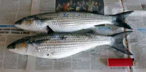 За три рыбешки крымскому браконьеру насчитали 1,5 тысячи ущерба